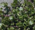 stellaria spp.